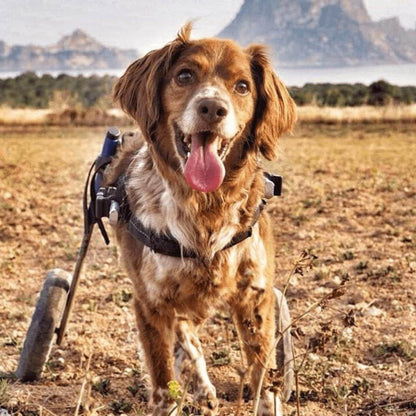 Walkin Wheels Dog Wheelchair for small dogs, adjustable and lightweight rear support cart