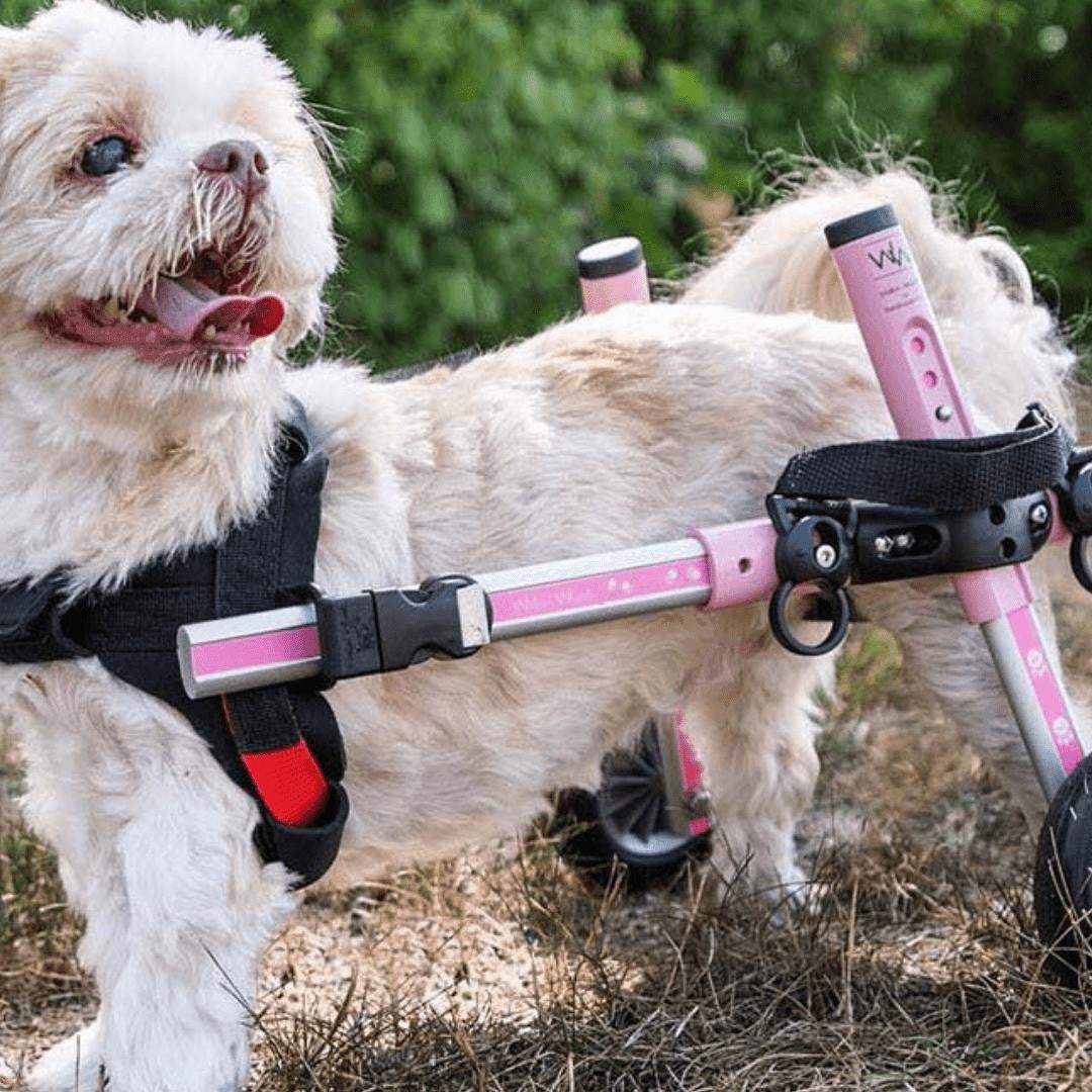 Walkin Wheels Dog Wheelchair small size rear support for dogs 11-25 lbs adjustable lightweight frame