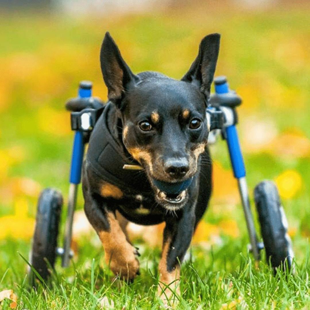 Walkin Wheels Dog Wheelchair for small dogs, adjustable and lightweight rear support