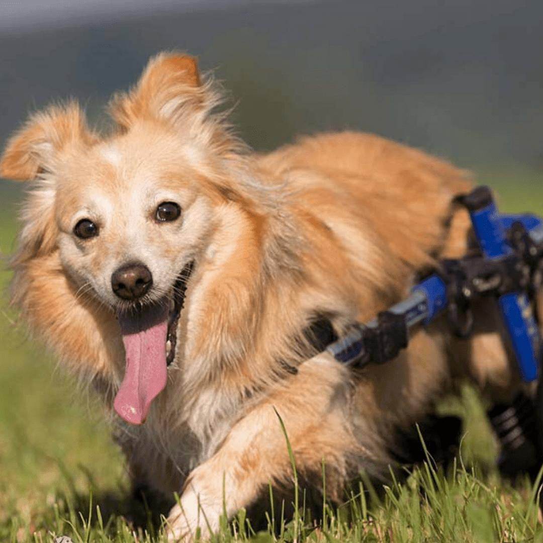 Walkin Wheels Dog Wheelchair for small dogs with adjustable rear support and durable lightweight frame