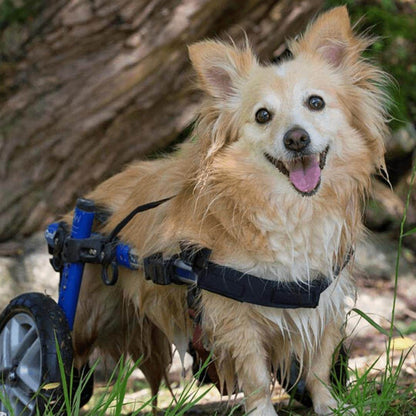 Walkin Wheels Dog Wheelchair for small dogs, adjustable and lightweight rear support