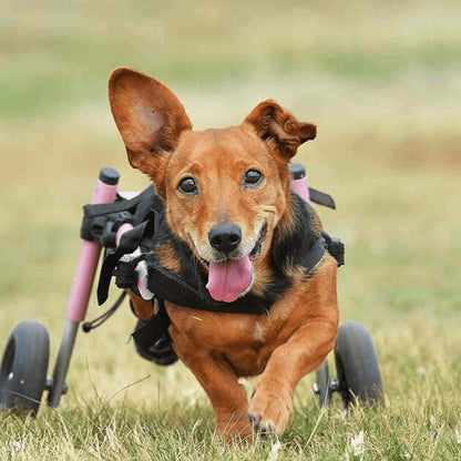 Walkin Wheels Dog Wheelchair small rear support for dogs 11-25 lbs adjustable lightweight frame