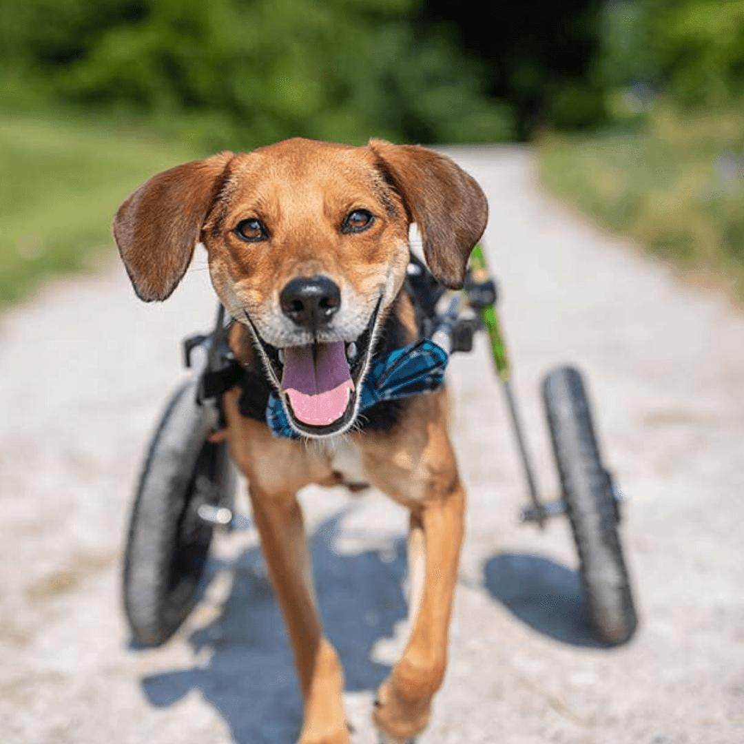 Walkin Wheels Dog Wheelchair for small dogs, adjustable and lightweight rear support