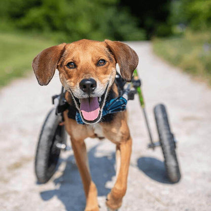 Walkin Wheels Dog Wheelchair for small dogs, adjustable and lightweight rear support