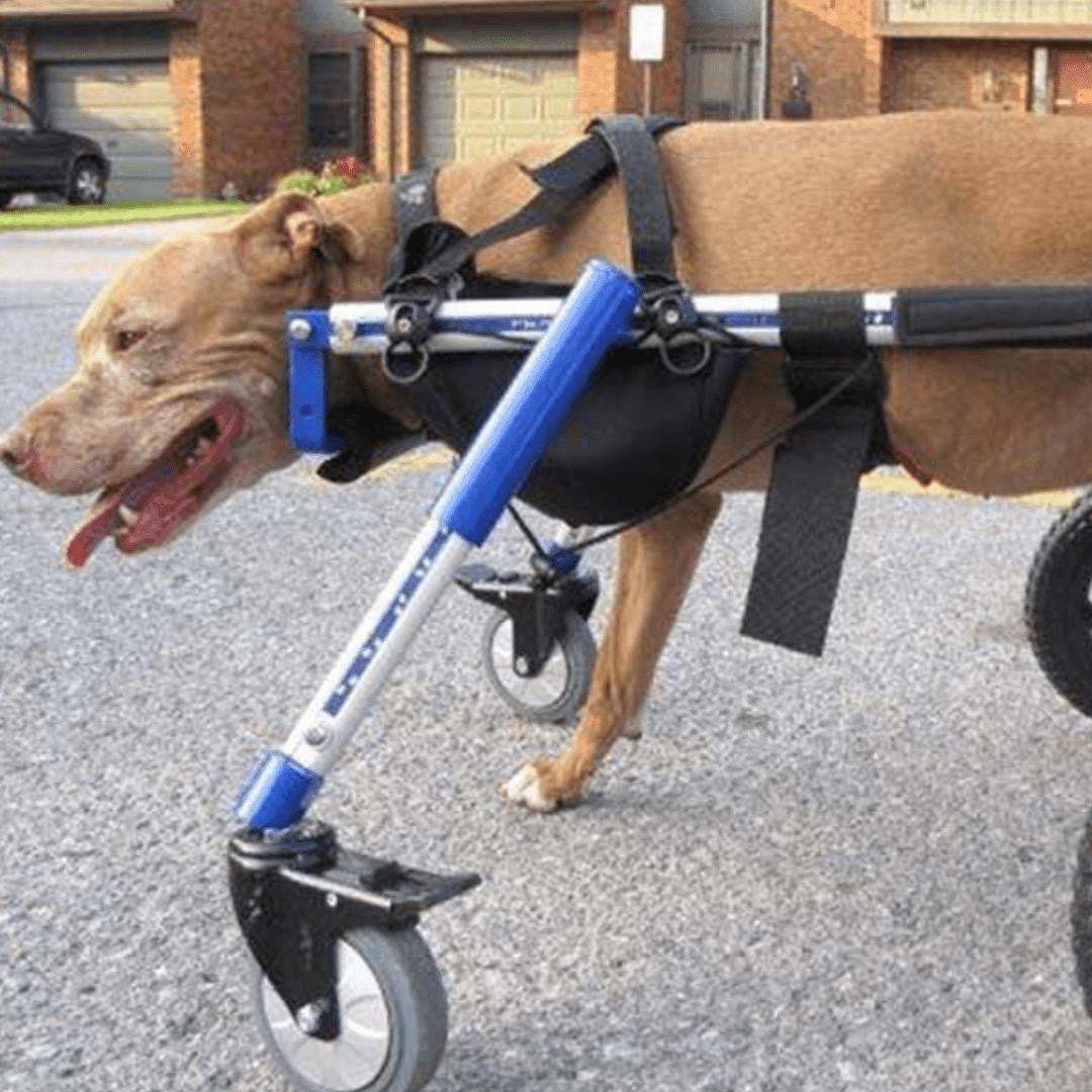Walkin’ Amputee Dog Leg Ring Cover made of soft neoprene for pets using Walkin’ Wheels wheelchair