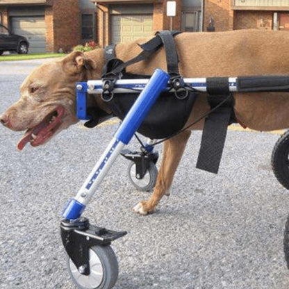 Walkin’ Amputee Dog Leg Ring Cover made of soft neoprene for pets using Walkin’ Wheels wheelchair