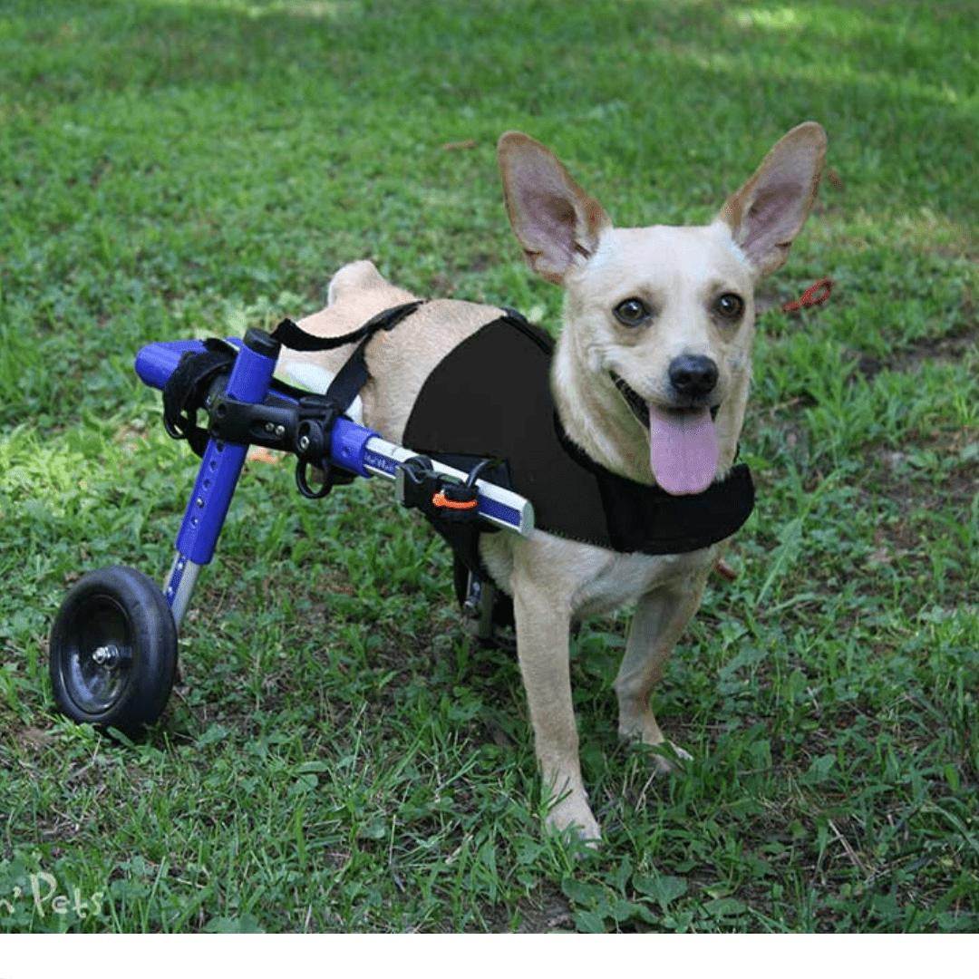 Wheels4Dogs Walkin’ Amputee Dog Leg Ring Cover Walkin’ Amputee Dog Leg Ring Cover | Pets Own Us