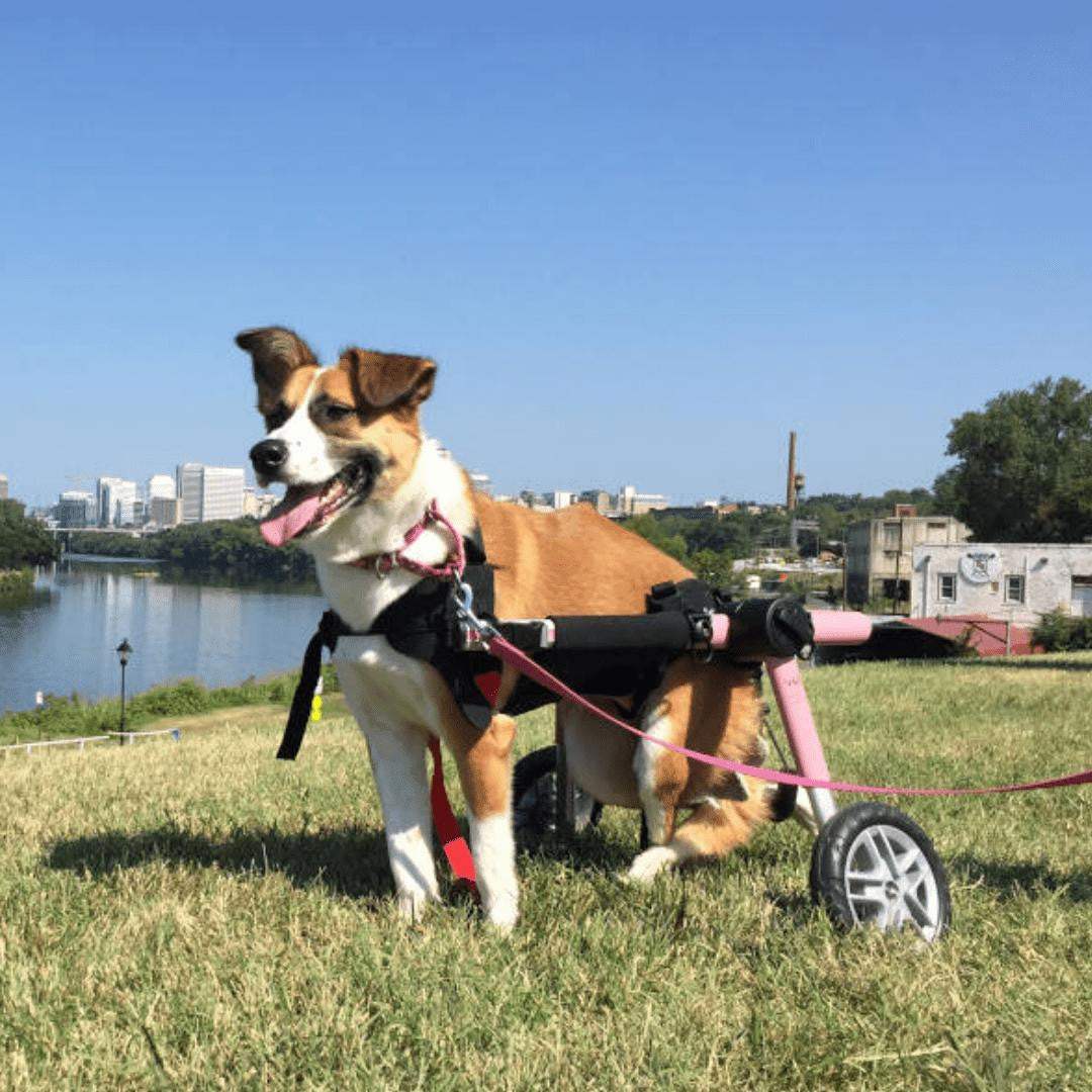 Wheels4Dogs Walkin’ Belly Support Walkin’ Belly Support | Pets Own Us