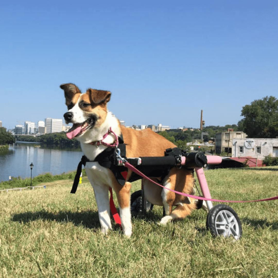 Wheels4Dogs Walkin’ Belly Support   Pets Own Us