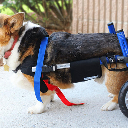 Wheels4Dogs Walkin’ Belly Support   Pets Own Us