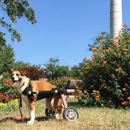 Wheels4Dogs Walkin’ Belly Support   Pets Own Us