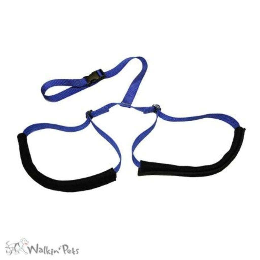 Dog wearing Walkin’ Rear Support Leash for hind leg support and stability
