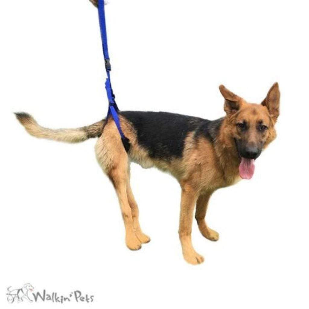 Older dog using Walkin’ Rear Support Leash for hind leg assistance and stability