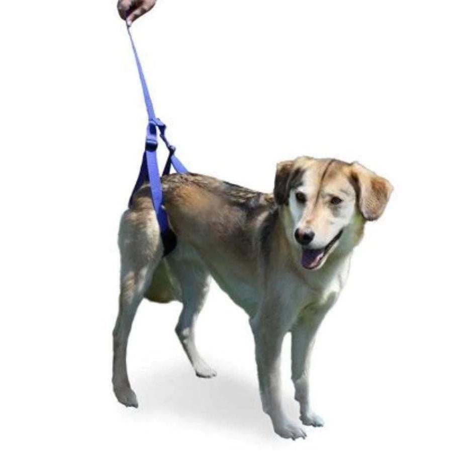 Dog wearing Walkin’ Rear Support Leash for hind leg assistance and mobility aid