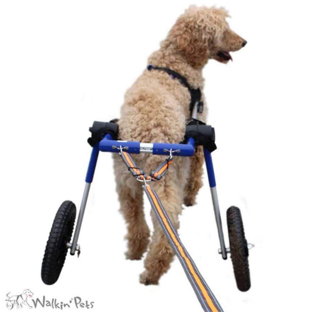 Walkin’ Wheelchair Dog Leash attached to rear of dog wheelchair in fluorescent orange with reflective stitching