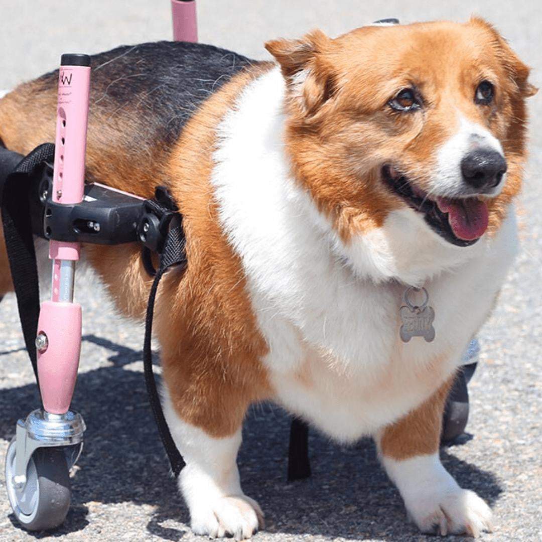 Wheels4Dogs Walkin’ Wheels CORGI Dog Wheelchair, Rear Walkin’ Wheels CORGI Dog Wheelchair - Durable & Adjustable for Small Breeds