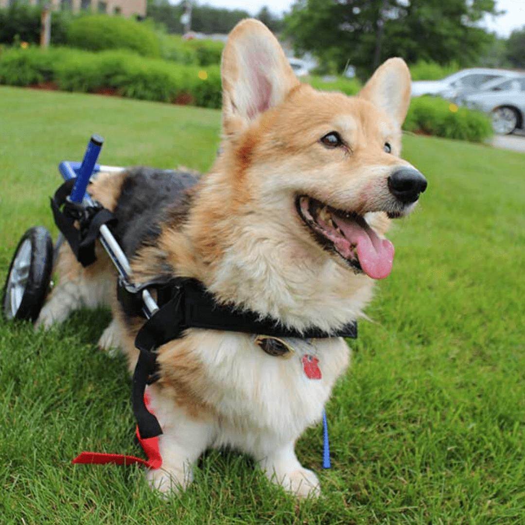Wheels4Dogs Walkin’ Wheels CORGI Dog Wheelchair, Rear Walkin’ Wheels CORGI Dog Wheelchair - Durable & Adjustable for Small Breeds