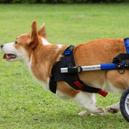 Walkin’ Wheels CORGI Dog Wheelchair rear view on a Corgi dog
