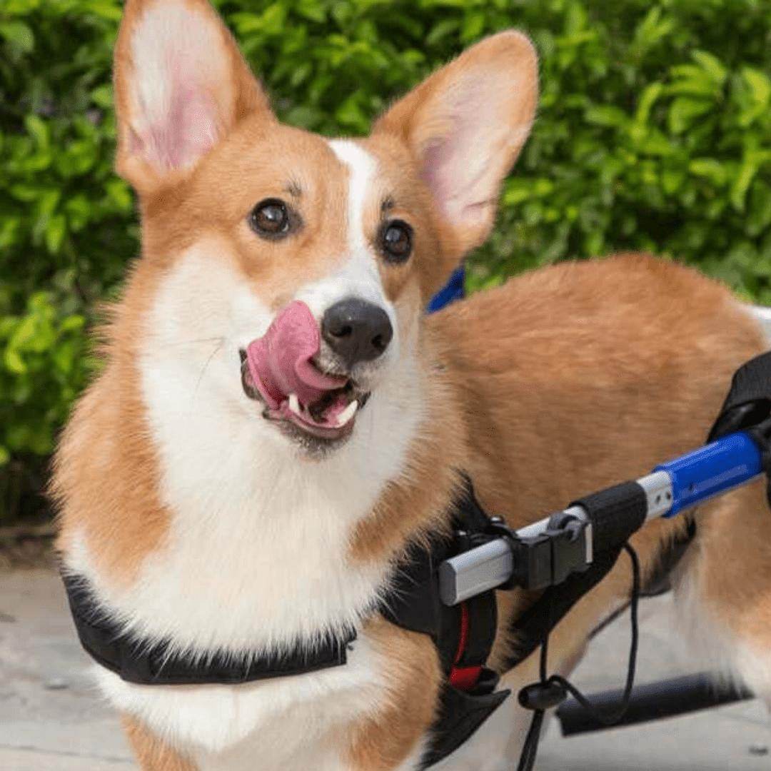 Walkin’ Wheels CORGI Dog Wheelchair rear view with blue aluminum frame for Pembroke and Cardigan Corgis weighing 20-40 lbs