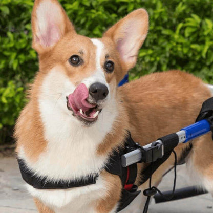 Walkin’ Wheels CORGI Dog Wheelchair rear view with blue aluminum frame for Pembroke and Cardigan Corgis weighing 20-40 lbs