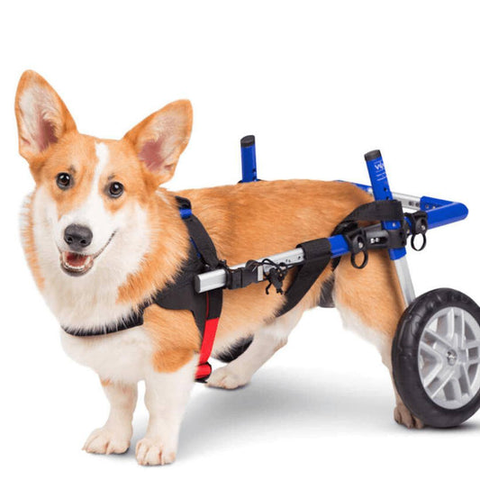 Walkin’ Wheels CORGI Dog Wheelchair rear view on a corgi dog with adjustable blue aluminum frame