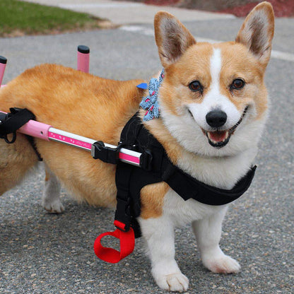 Walkin’ Wheels CORGI Dog Wheelchair rear support for 20-40 lbs Corgis in blue lightweight aluminum frame