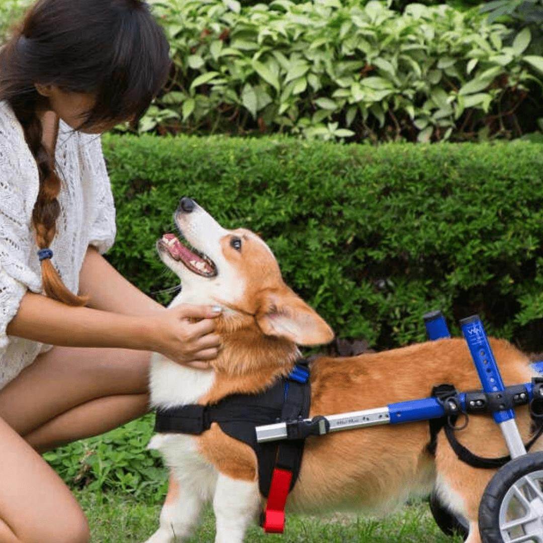 Walkin’ Wheels CORGI dog wheelchair in blue for rear leg support and mobility.