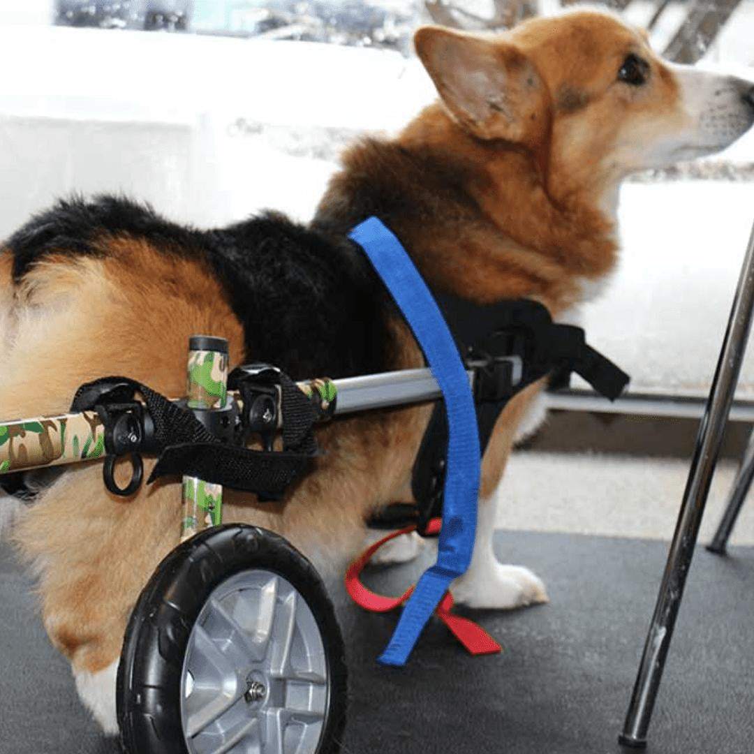 Wheels4Dogs Walkin’ Wheels CORGI Dog Wheelchair, Rear Walkin’ Wheels CORGI Dog Wheelchair - Durable & Adjustable for Small Breeds