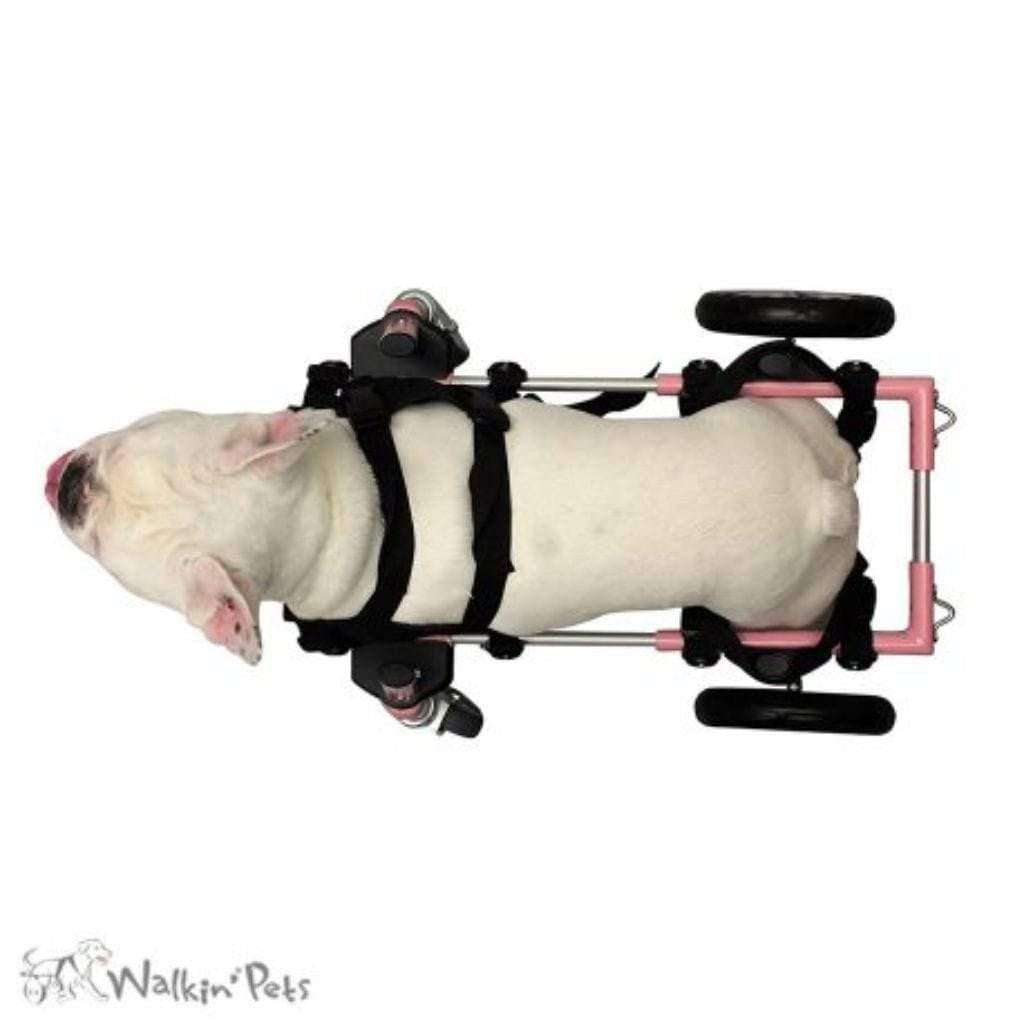 Wheels4Dogs Walkin’ Wheels Front Neoprene Harness Walkin’ Wheels Front Neoprene Harness for Support & Comfort | Small & Medium Sizes