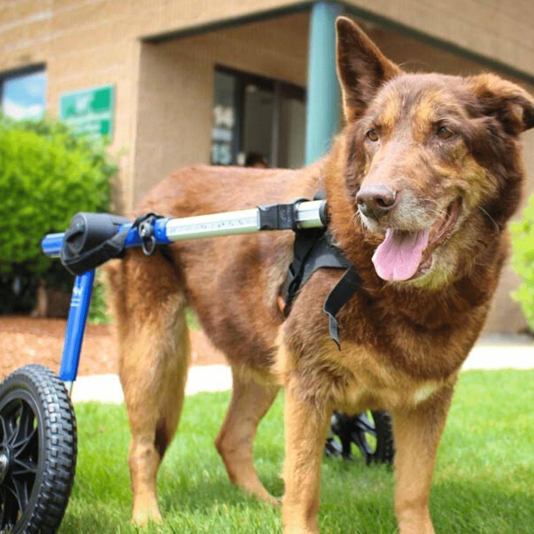 Large dog wheelchair rear adjustable lightweight durable Walkin’ Wheels for 70-180 lbs breeds