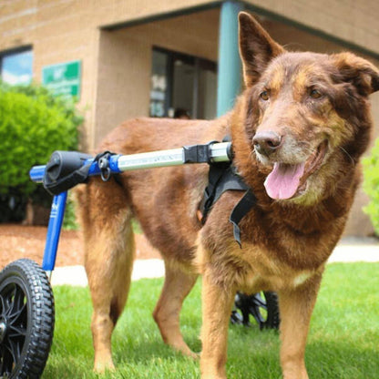 Large dog wheelchair rear adjustable lightweight durable Walkin’ Wheels for 70-180 lbs breeds