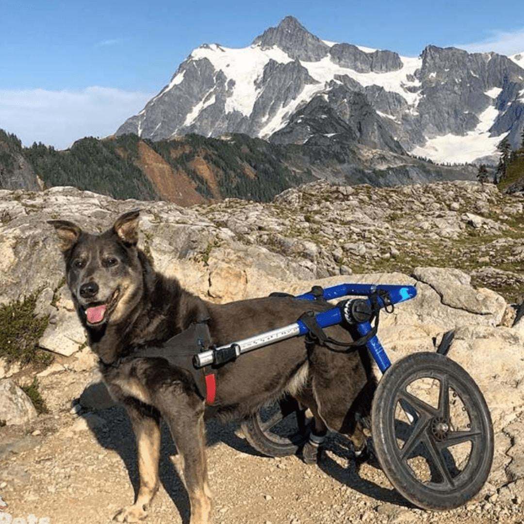 Large dog wheelchair rear support with adjustable lightweight frame and durable wheels
