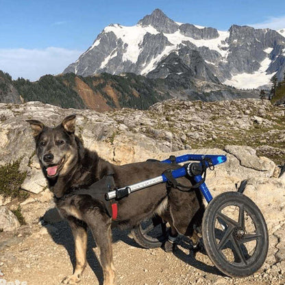 Large dog wheelchair rear support with adjustable lightweight frame and durable wheels