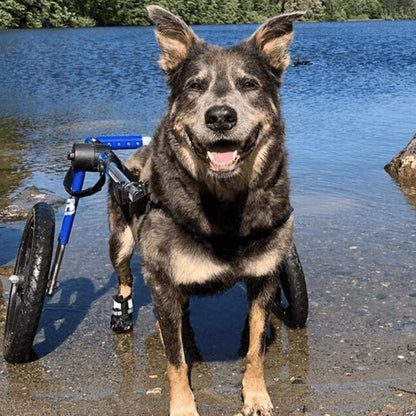Large dog wheelchair rear support with adjustable aluminum frame and all-terrain foam wheels