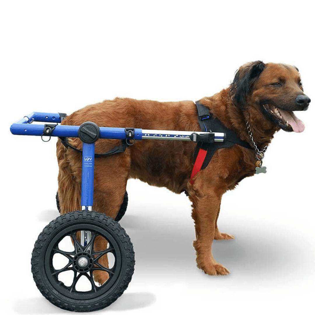 Large dog wheelchair with adjustable lightweight frame for rear support