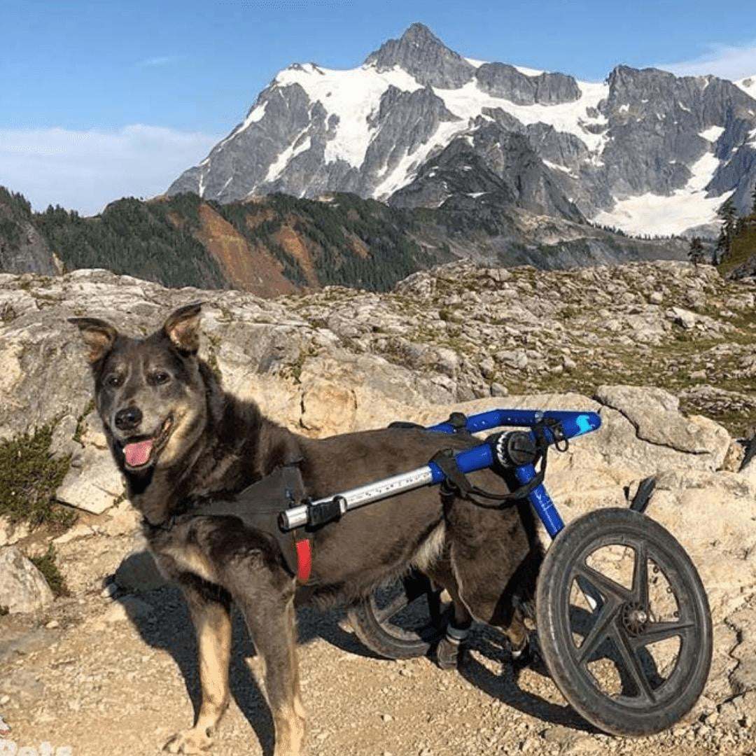 Large dog wheelchair rear adjustable lightweight durable for large breeds 70-180 lbs Walkin' Wheels