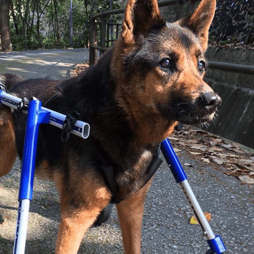 Walkin’ Wheels LARGE Front Wheel Attachment for pet wheelchair with adjustable front support and colorful wheel options