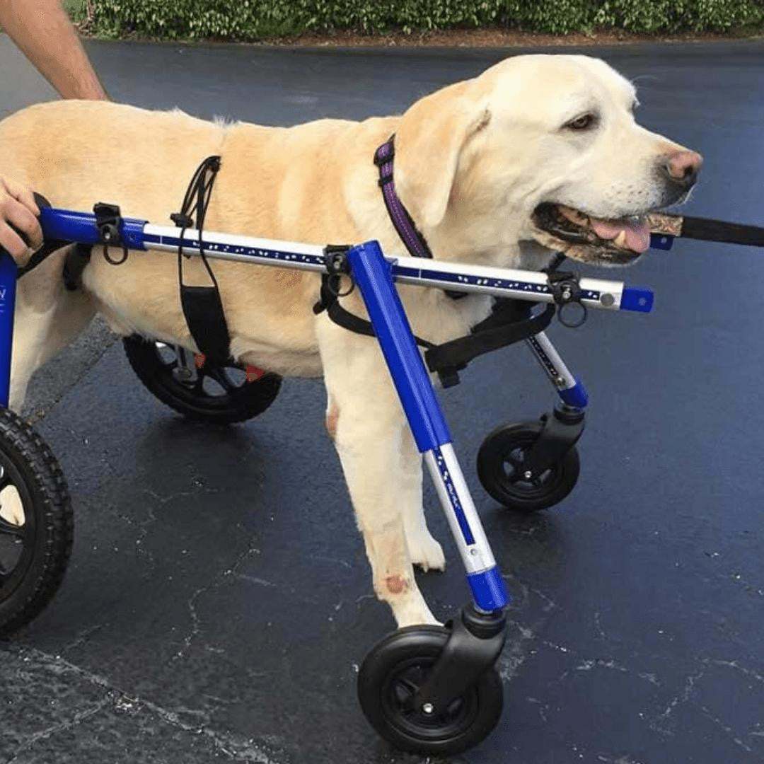 Walkin’ Wheels LARGE Front Wheel Attachment for pet wheelchair with adjustable wheels and front support rings