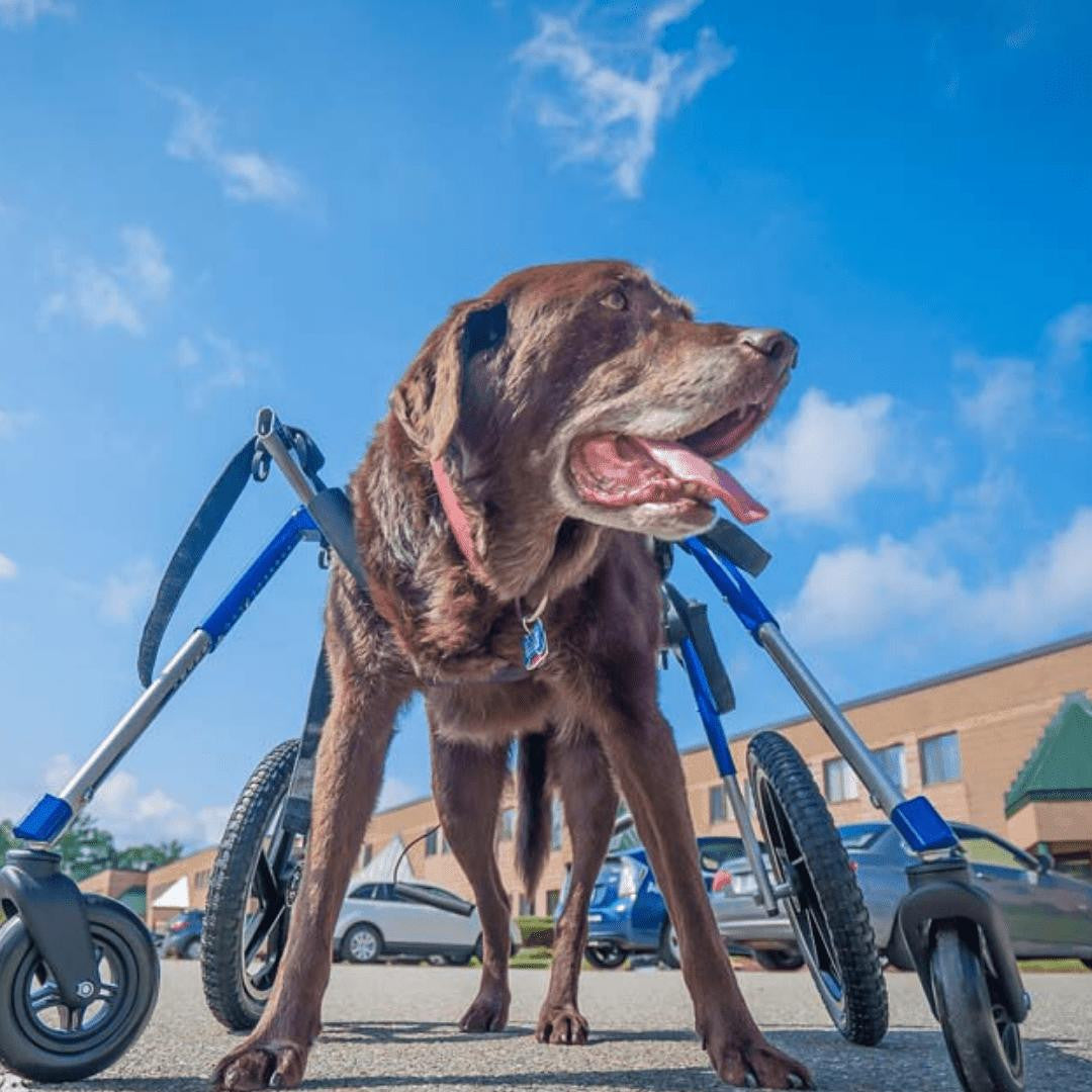Wheels4Dogs Walkin’ Wheels LARGE Front Wheel Attachment   Pets Own Us