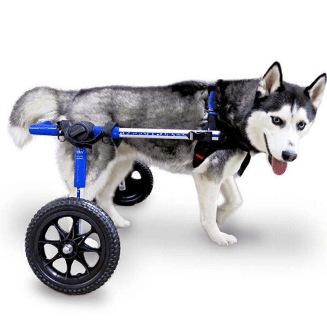 Medium dog wheelchair Walkin' Wheels rear support for pets 26-49 lbs adjustable lightweight aluminum frame