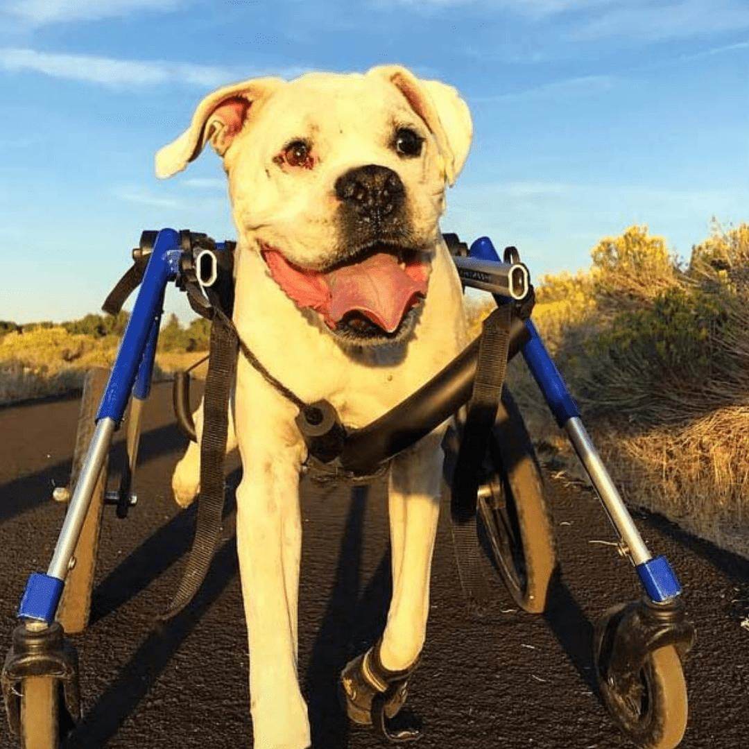 Wheels4Dogs Walkin’ Wheels MEDIUM Front Wheel Attachment Walkin’ Wheels MEDIUM Front Wheel Attachment for Pets - Adjustable