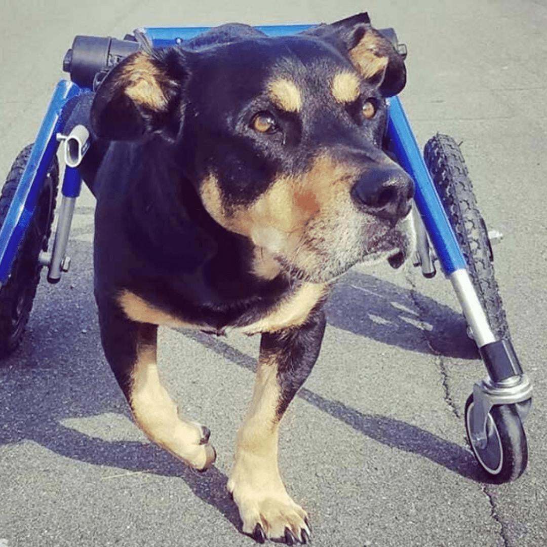 Walkin’ Wheels MEDIUM Front Wheel Attachment logo for pet wheelchair conversion accessory