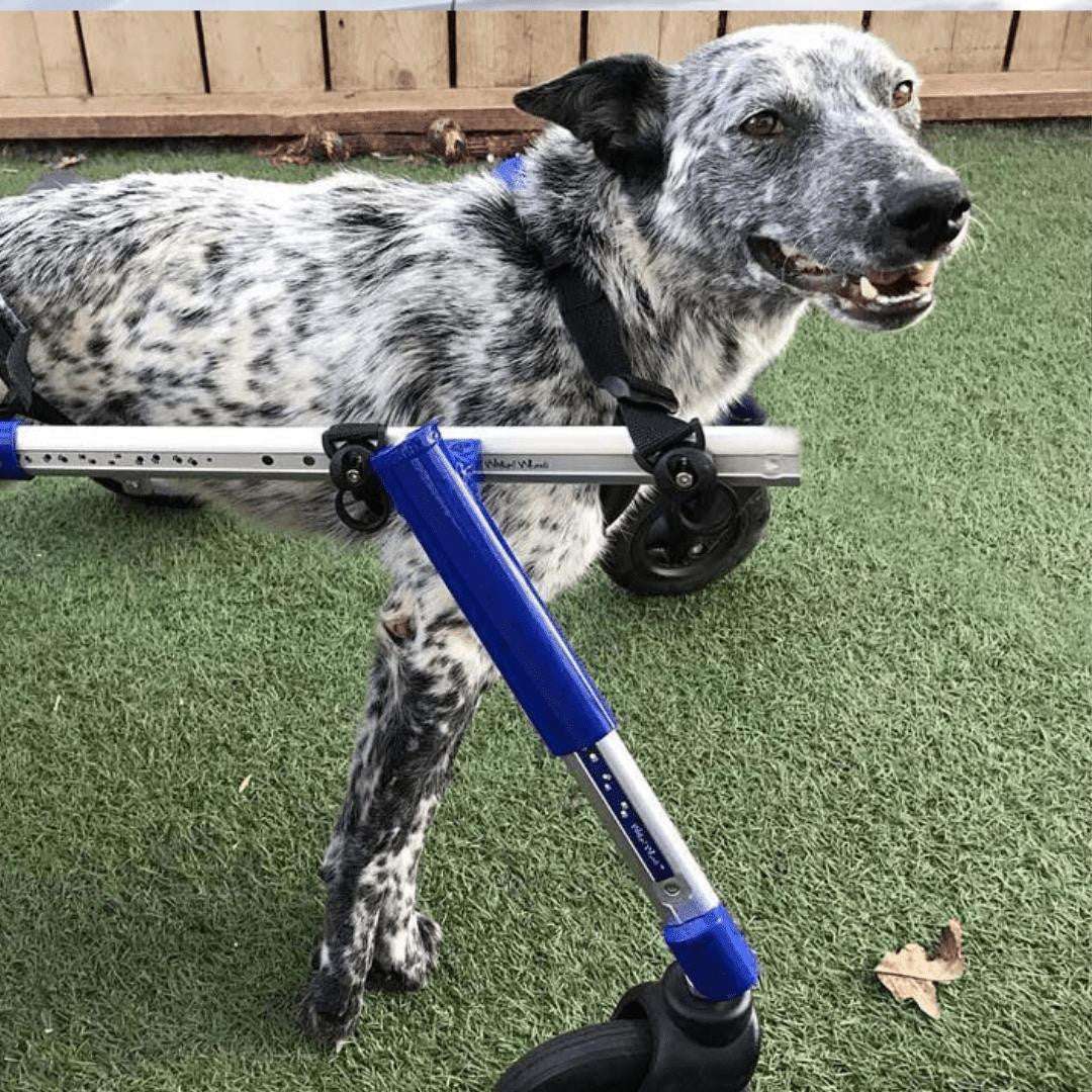 Walkin’ Wheels MEDIUM Front Wheel Attachment logo and product details for pet wheelchair conversion accessory