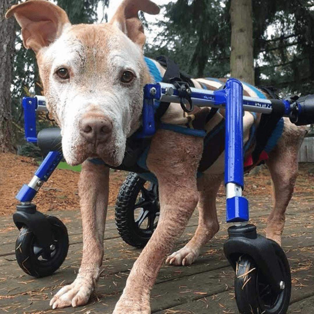 Walkin’ Wheels MEDIUM Front Wheel Attachment logo for pet wheelchair conversion