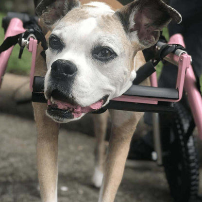 Wheels4Dogs Walkin’ Wheels MEDIUM Front Wheel Attachment Walkin’ Wheels MEDIUM Front Wheel Attachment for Pets - Adjustable