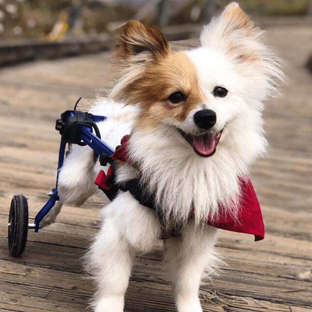 Blue Walkin' Wheels MINI Dog Wheelchair for small pets up to 10 lbs with adjustable lightweight aluminum frame