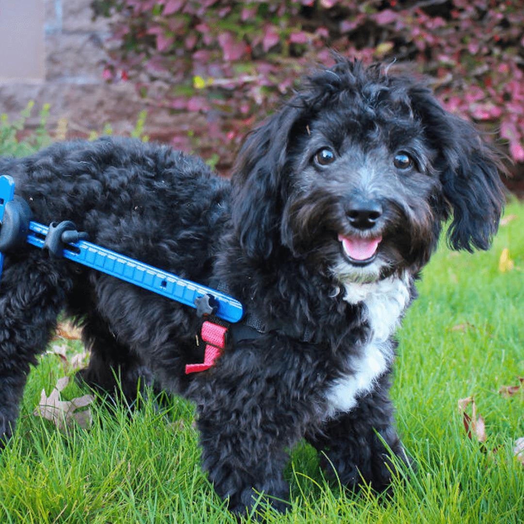 Walkin' Wheels MINI Dog Wheelchair rear view for small pets under 10 lbs