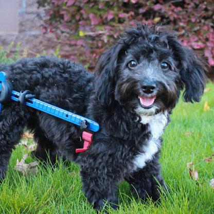 Walkin' Wheels MINI Dog Wheelchair rear view for small pets under 10 lbs