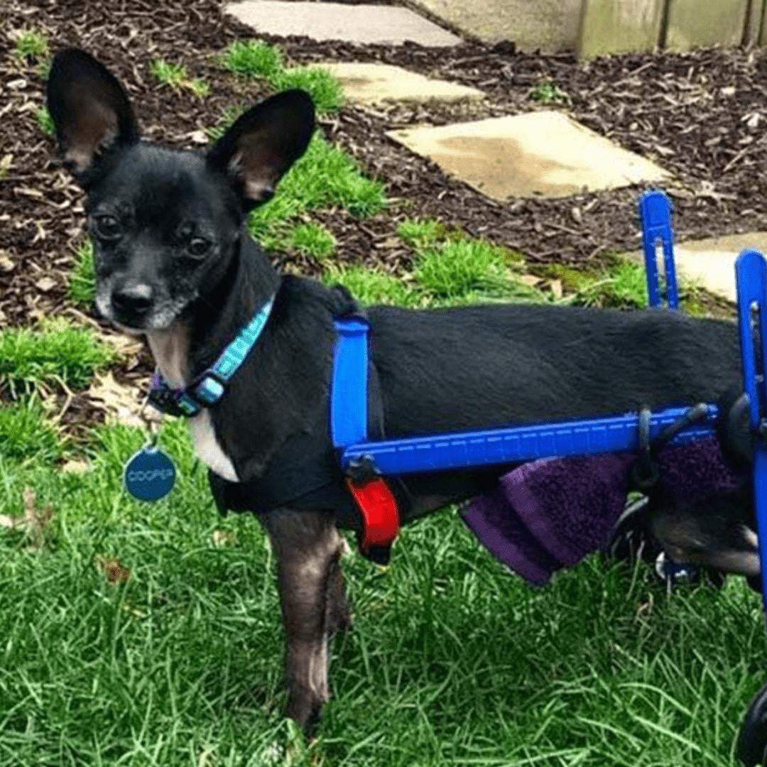 Walkin' Wheels MINI Dog Wheelchair for small pets, adjustable and lightweight rear support for toy breeds and cats