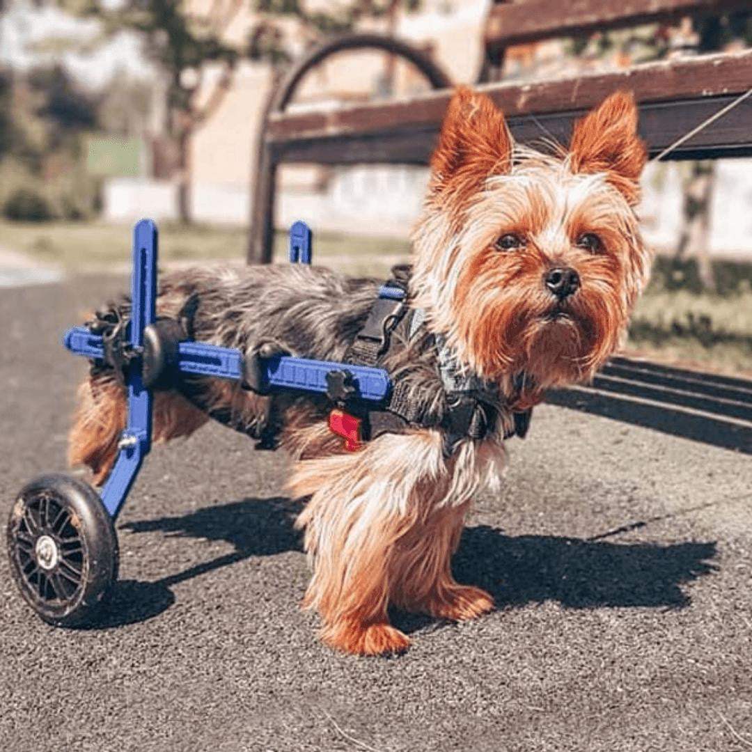 Walkin' Wheels MINI Dog Wheelchair in blue for small pets' rear support and mobility